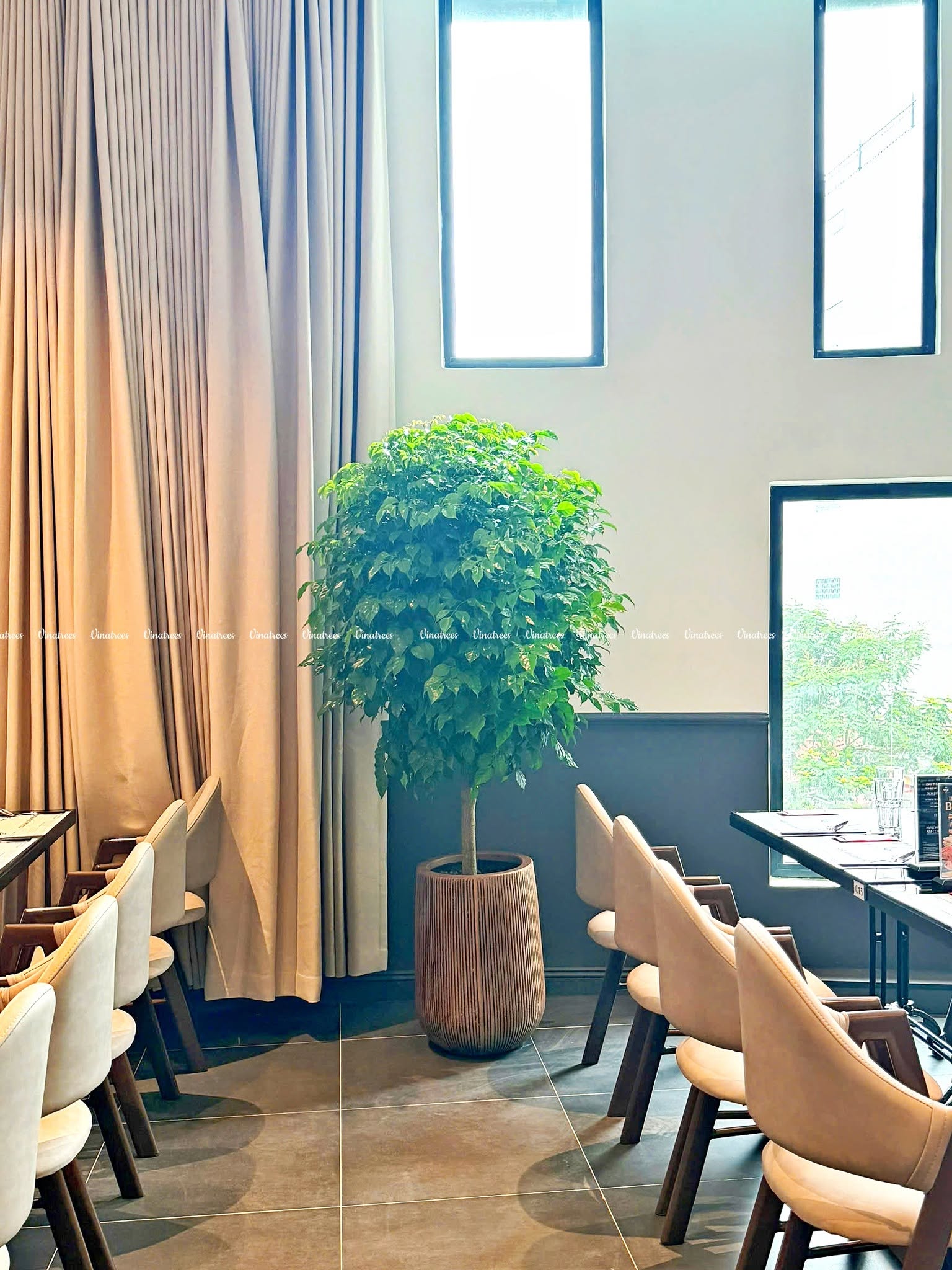 Vinatrees cho thuê cây cảnh văn phòng tại Hà Nội